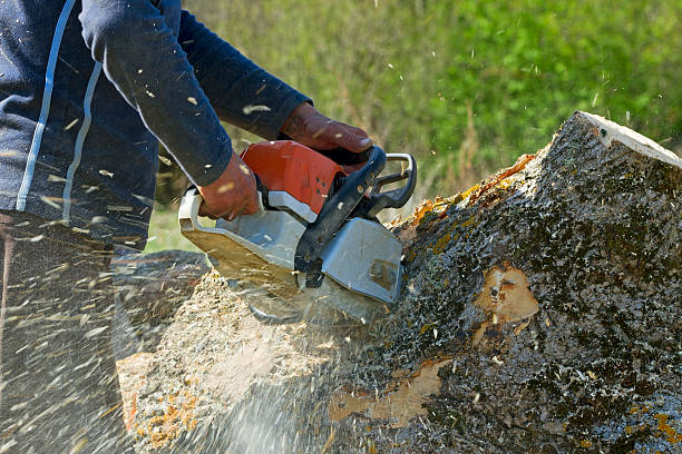 Professional Tree Services in Ivanhoe, TX